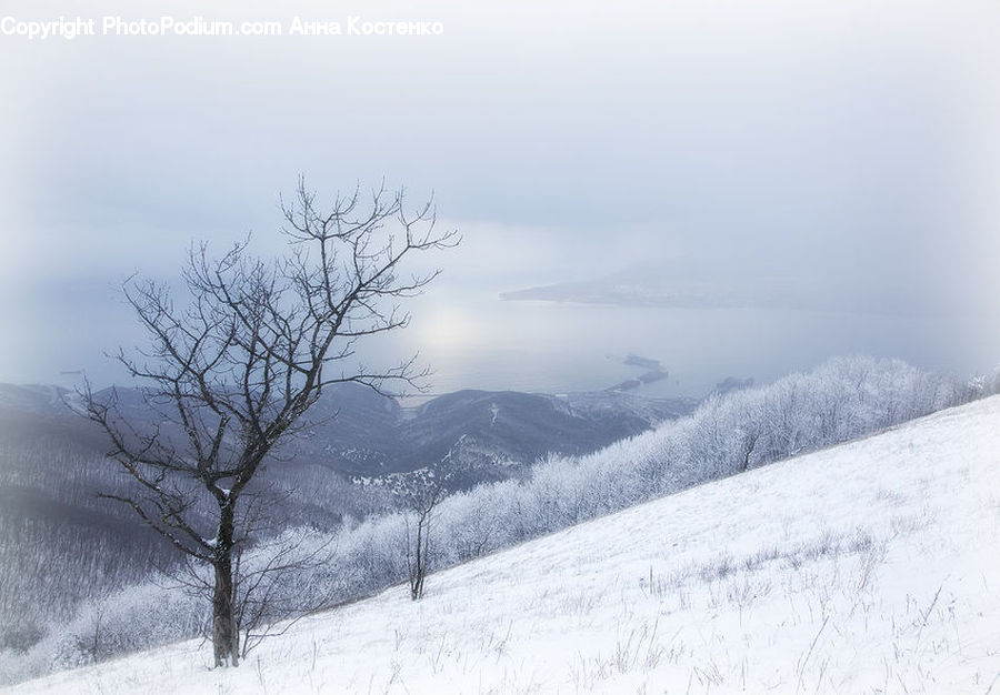 Blizzard, Outdoors, Snow, Weather, Winter, Plateau, Plant