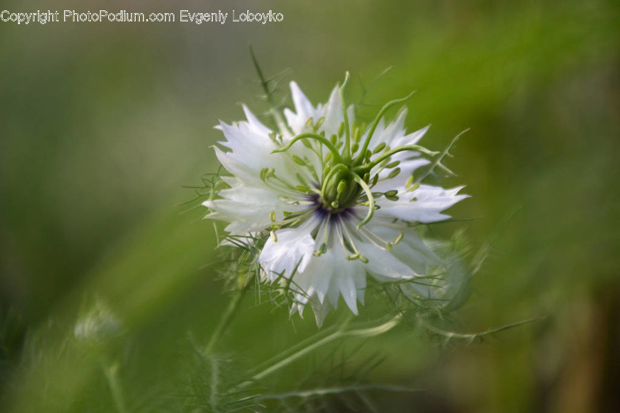 Blossom, Flora, Flower, Plant, Geranium