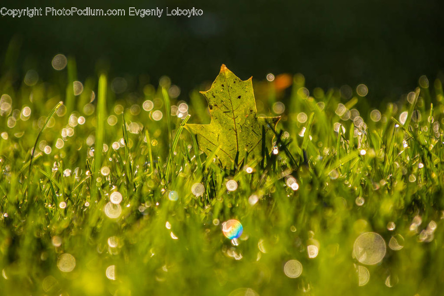 Flora, Plant, Grass, Water, Moss