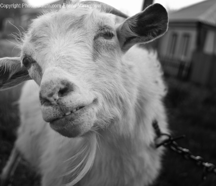 Animal, Goat, Mammal