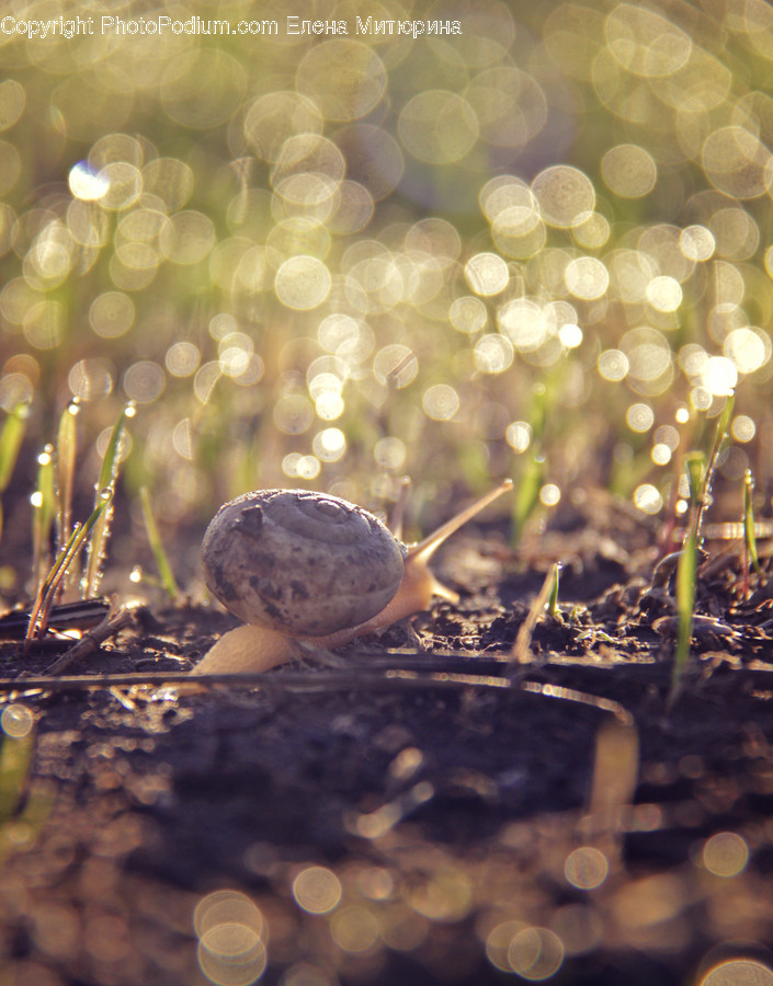 Pebble, Acorn, Flora, Food, Grain