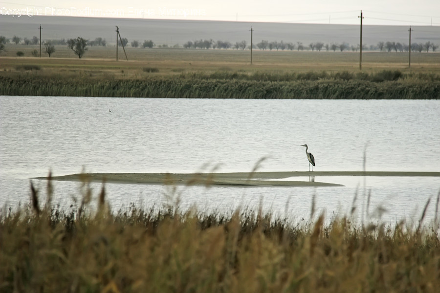 Land, Marsh, Outdoors, Swamp, Water