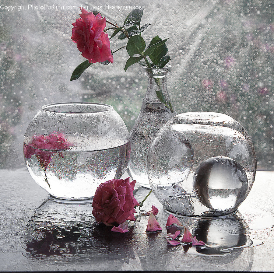 Blossom, Flora, Flower, Plant, Rose