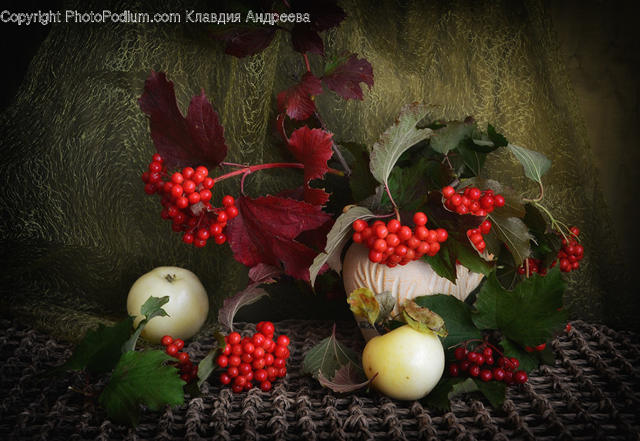 Anthurium, Blossom, Flora, Flower, Plant