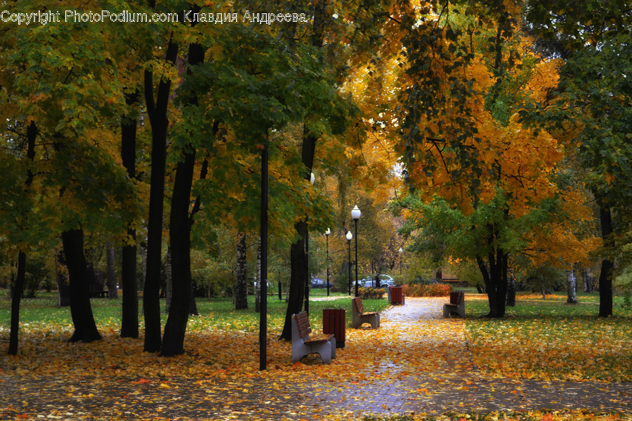 Human, People, Person, Bench, Park