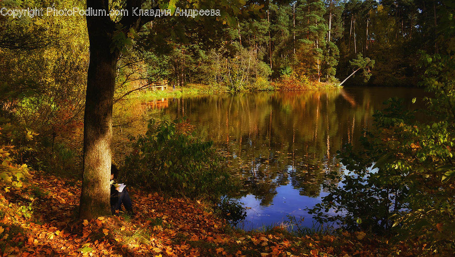 Outdoors, Pond, Water, Flora, Plant