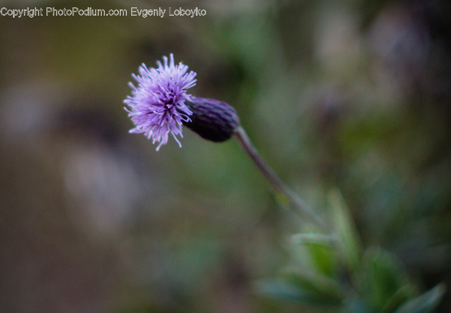 Blossom, Flora, Flower, Plant, Thistle