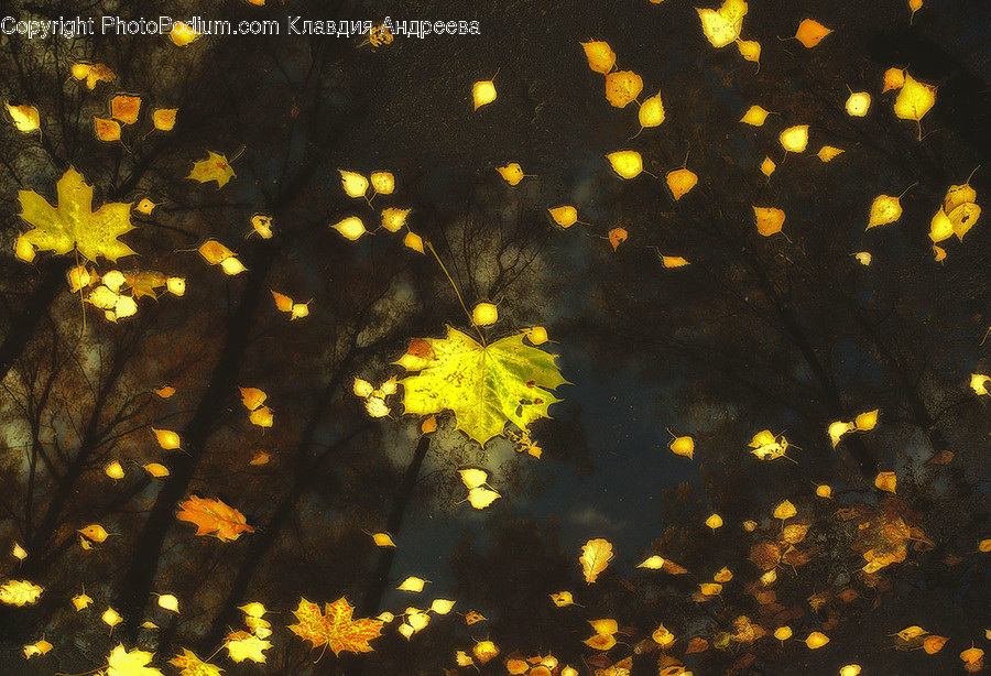 Cosmos, Flora, Leaf, Maple Leaf, Plant