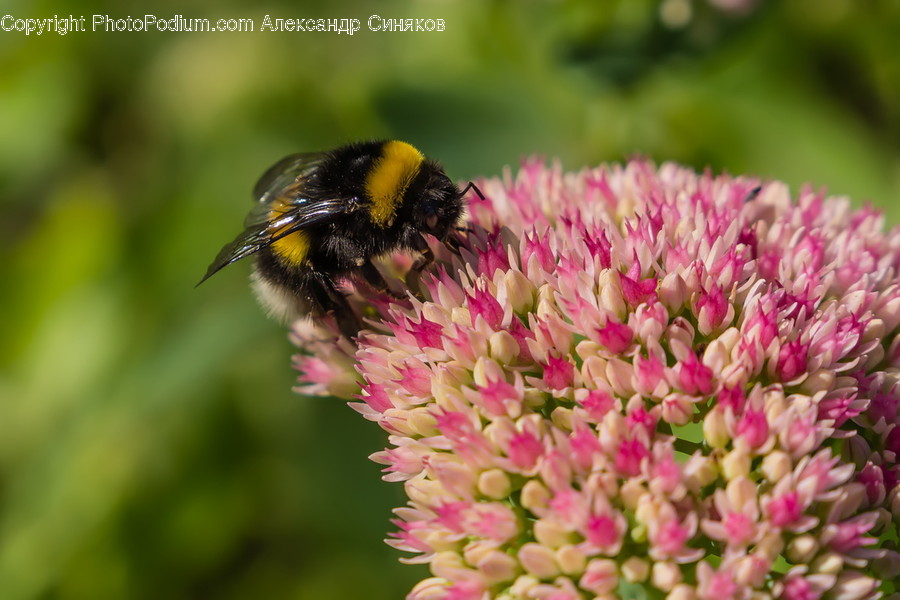 Animal, Apidae, Bee, Bumblebee, Insect