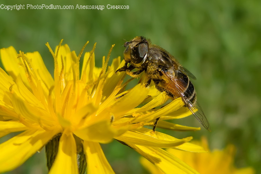 Animal, Bee, Insect, Invertebrate, Apidae