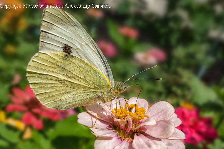Animal, Butterfly, Insect, Invertebrate, Blossom