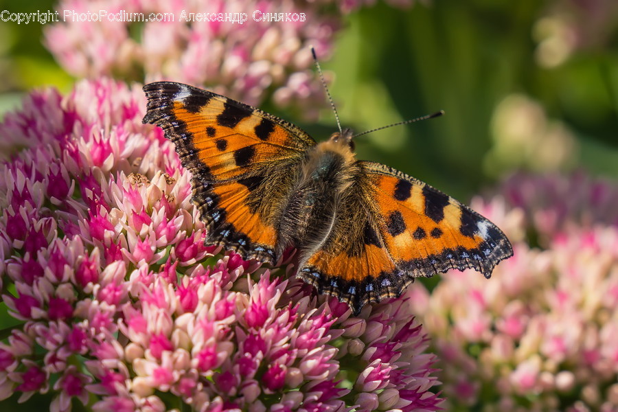 Animal, Butterfly, Insect, Invertebrate, Flora