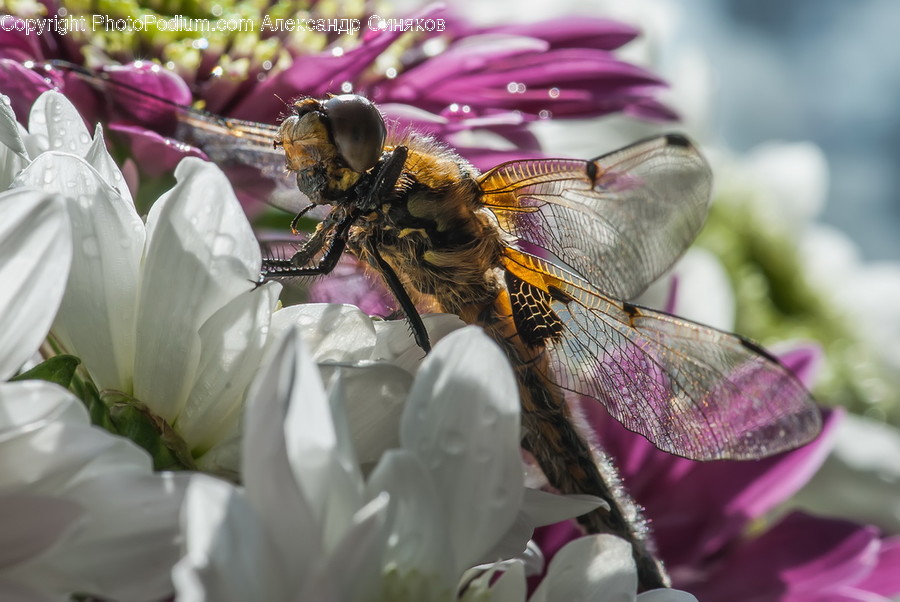 Animal, Bee, Insect, Invertebrate, Apidae