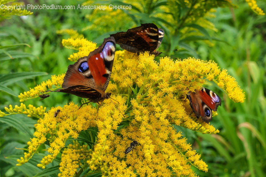 Animal, Butterfly, Insect, Invertebrate, Blossom
