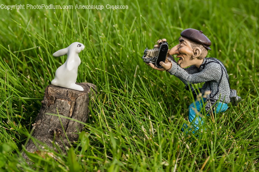 Animal, Bird, Seagull, Military, Human