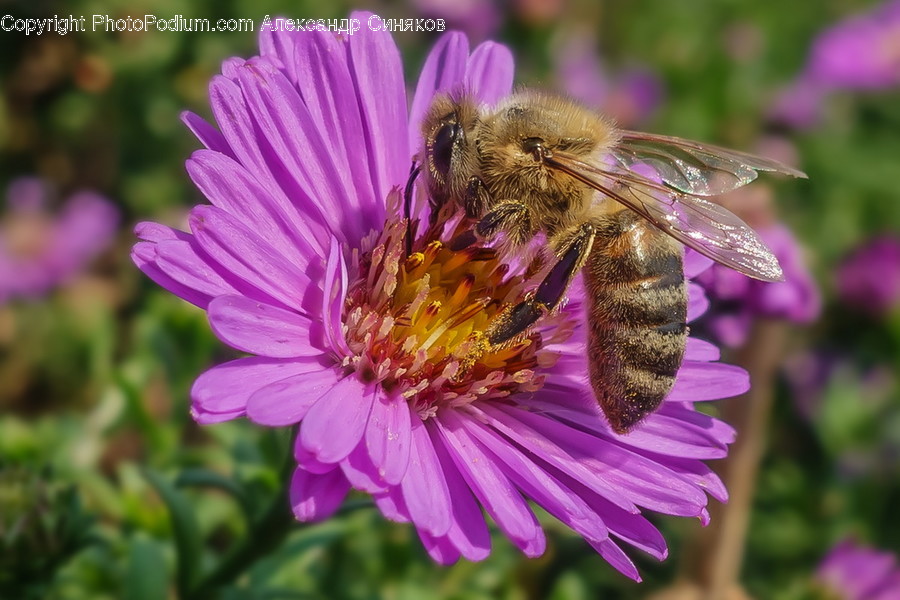 Animal, Bee, Insect, Invertebrate, Aster