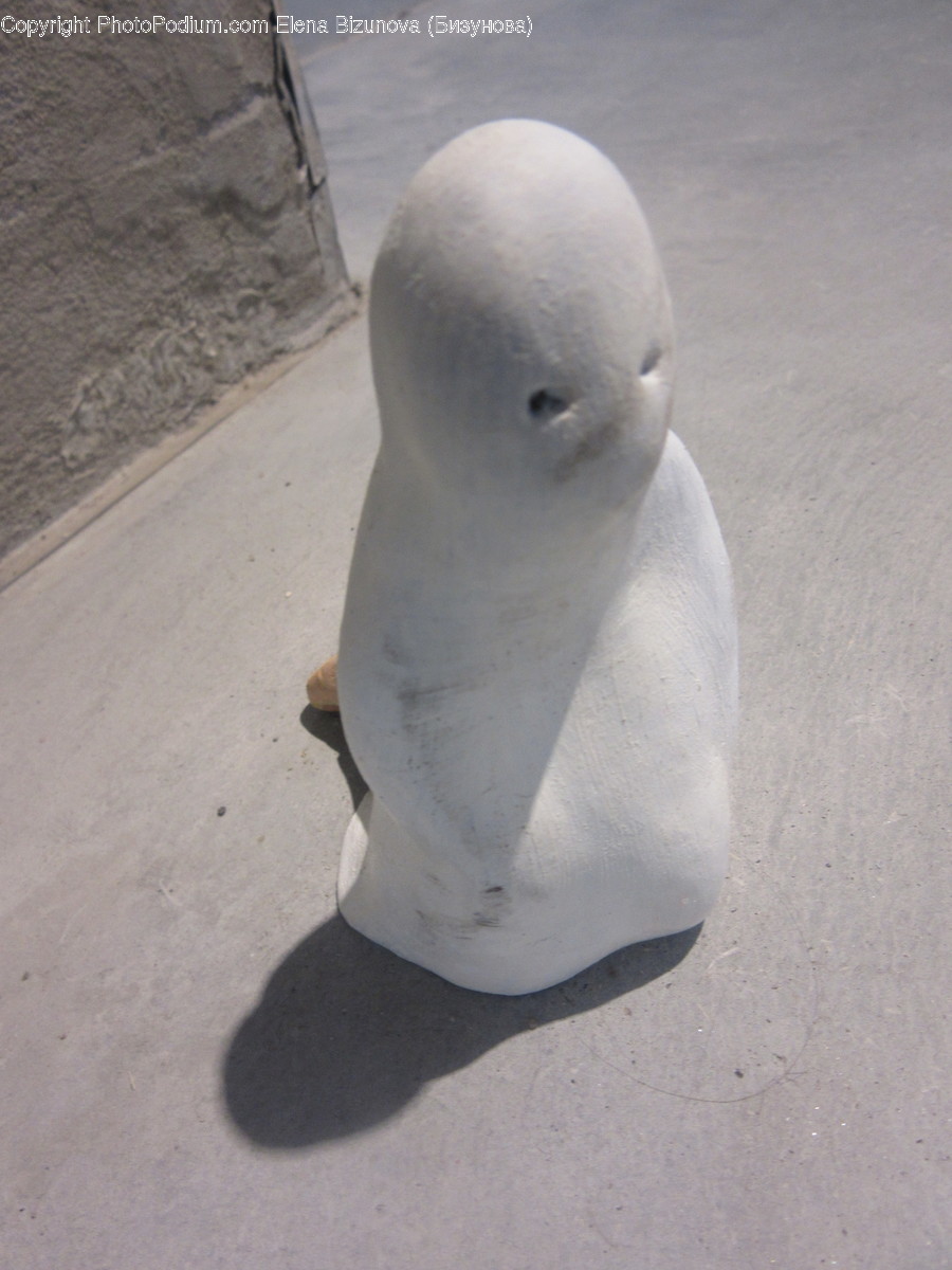 Head, Animal, Beluga Whale, Mammal, Sea Life