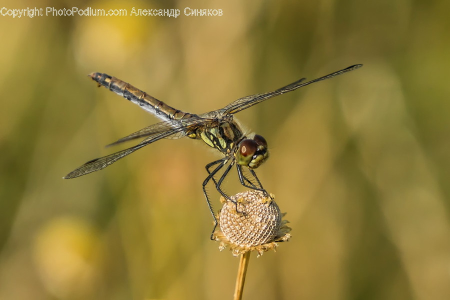 Animal, Anisoptera, Dragonfly, Insect, Invertebrate