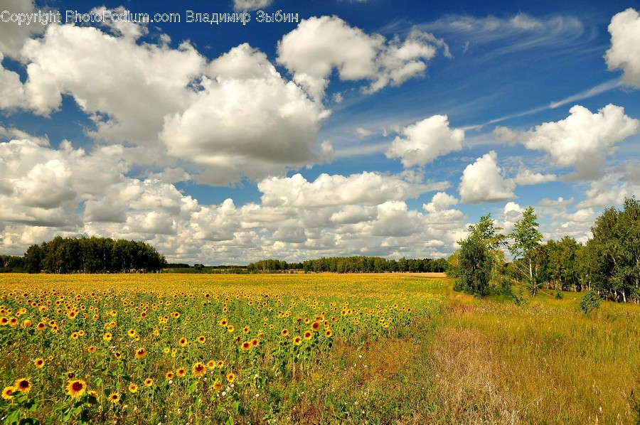 Countryside, Farm, Field, Grassland, Meadow