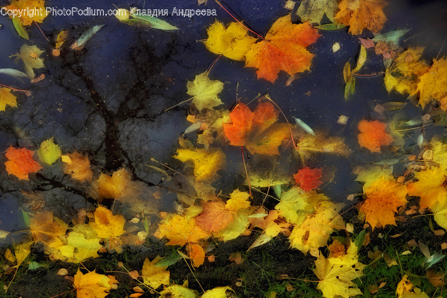 Art, Painting, Amphibian, Animal, Tadpole