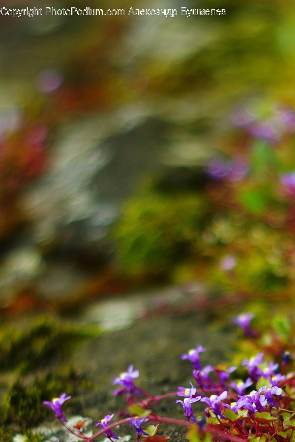 Cosmos, Flora, Plant, Blossom, Crocus
