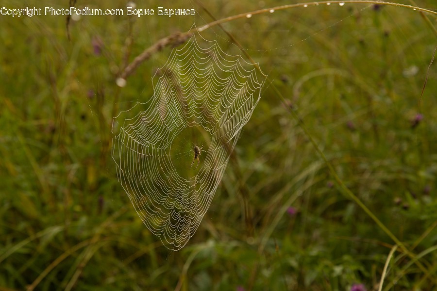 Flora, Grass, Plant