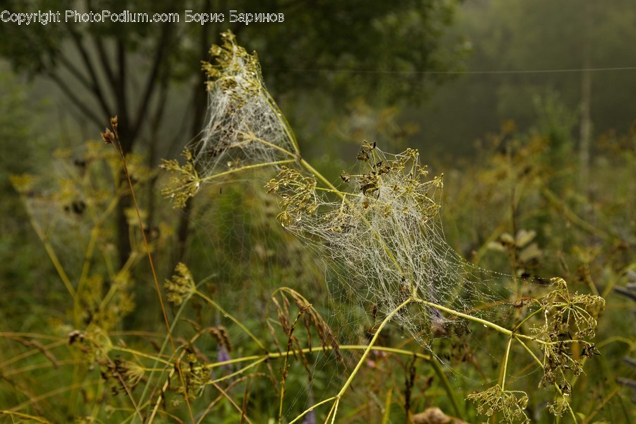 Dill, Flora, Food, Plant, Seasoning