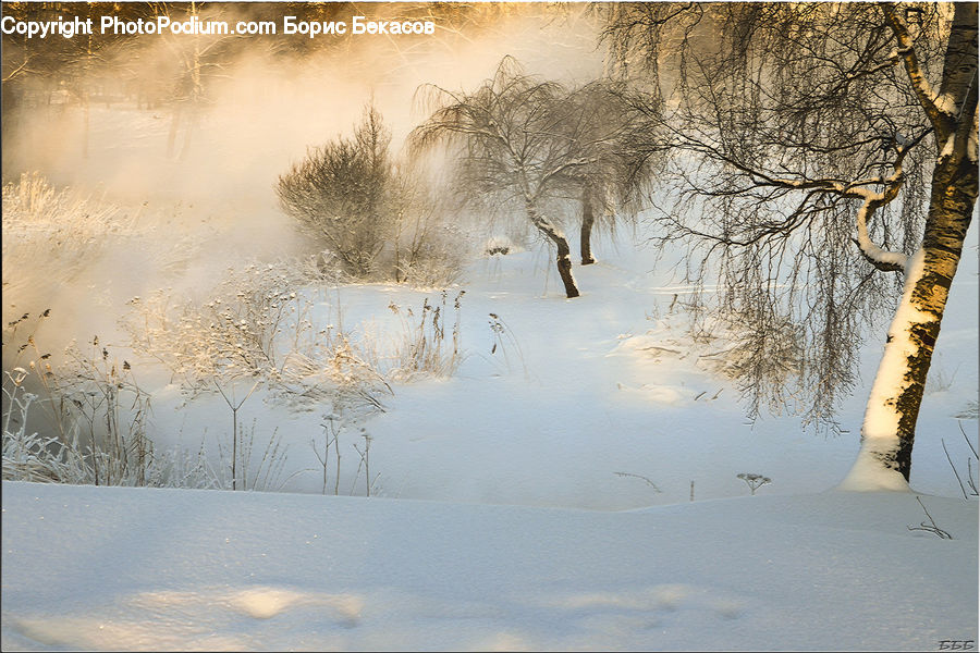 Grass, Plant, Reed, Tree, Willow, Land, Marsh