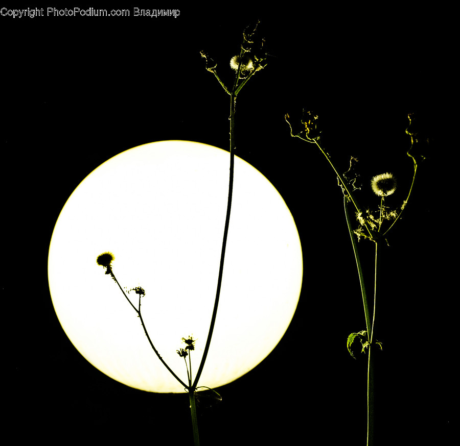 Blossom, Flora, Flower, Geranium, Plant