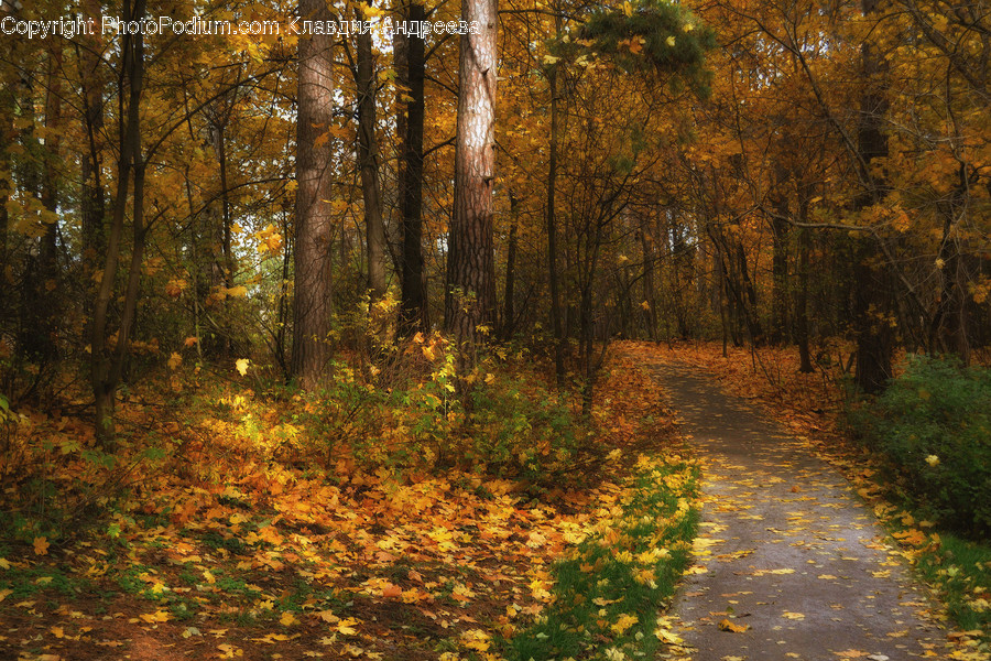 Dirt Road, Gravel, Road, Path, Flora