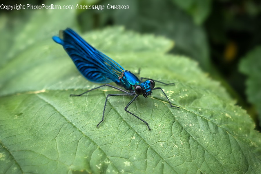 Animal, Anisoptera, Dragonfly, Insect, Invertebrate