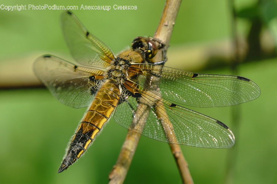 Animal, Anisoptera, Dragonfly, Insect, Invertebrate