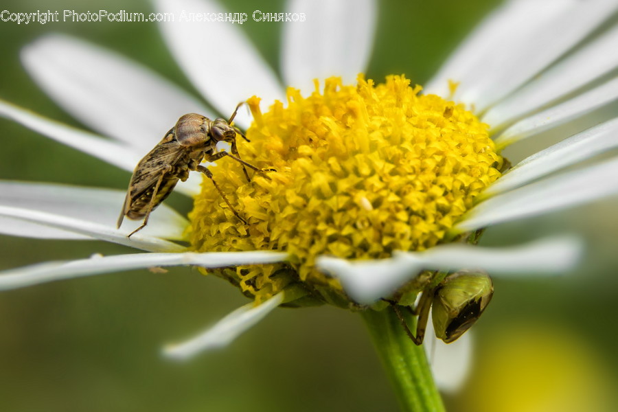 Animal, Bee, Insect, Invertebrate, Andrena