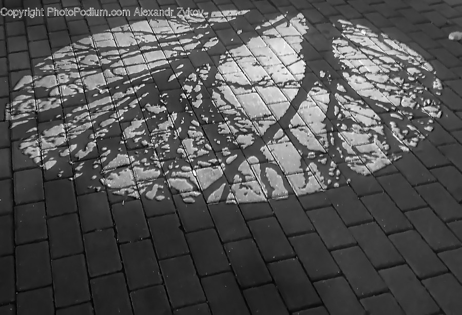 Flora, Plant, Tree, Ivy, Oak