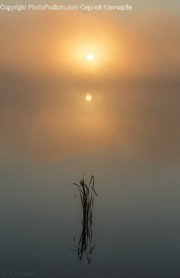 Flora, Grass, Plant, Reed, Dawn