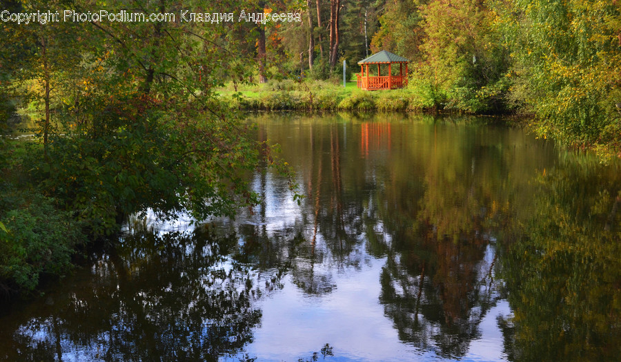 Outdoors, Pond, Water, Flora, Forest