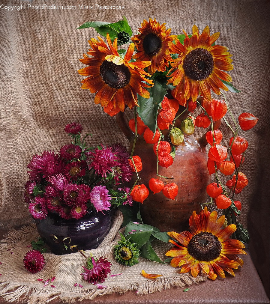 Blossom, Flora, Flower, Plant, Sunflower