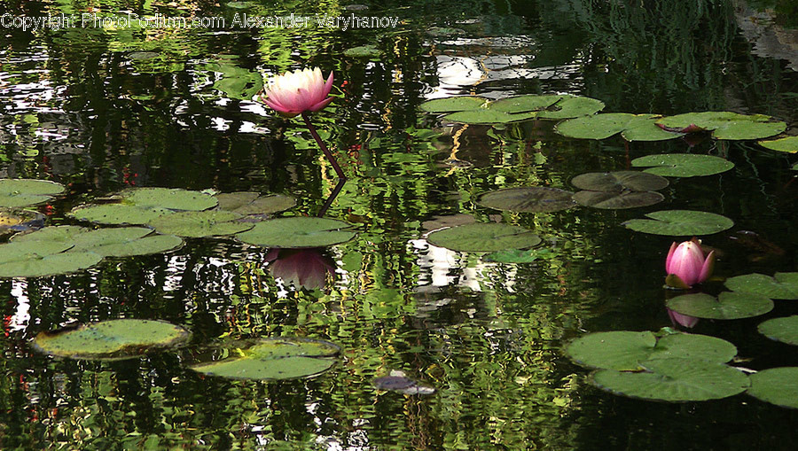 Blossom, Flora, Flower, Lily, Plant