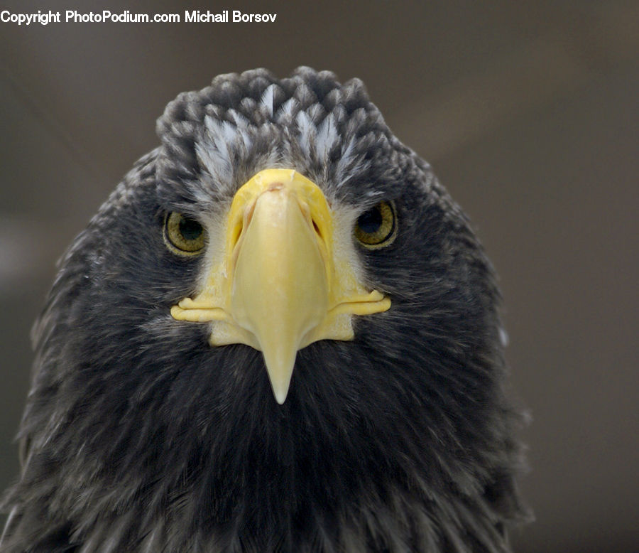 Bird, Eagle, Bald Eagle, Beak