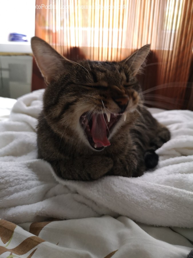 Cup, Animal, Cat, Mammal, Pet