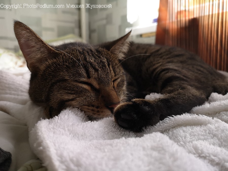 Abyssinian, Animal, Cat, Mammal, Pet