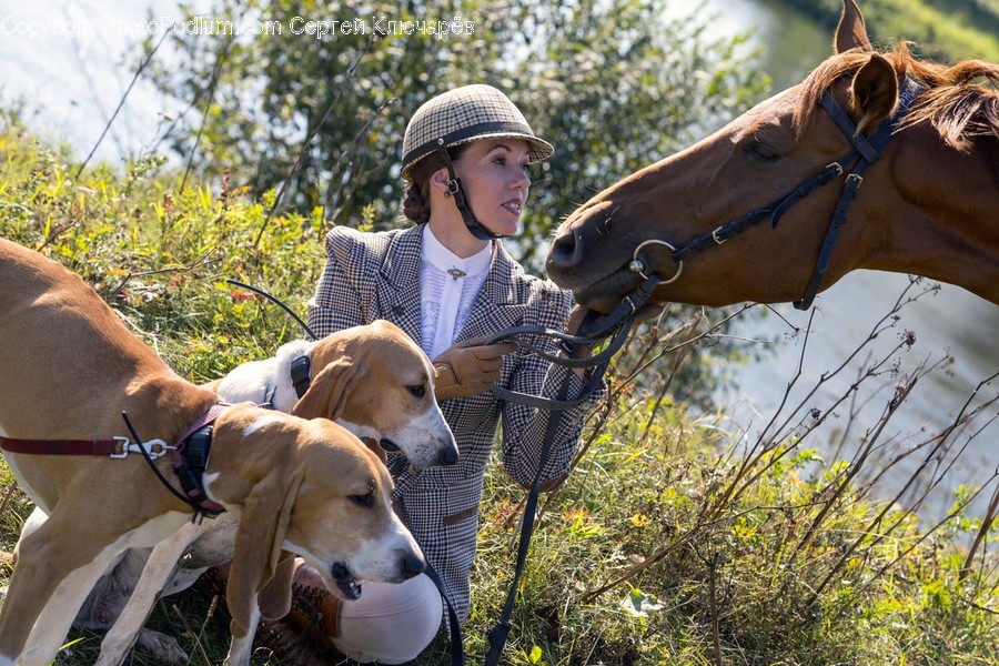 Human, People, Person, Animal, Horse