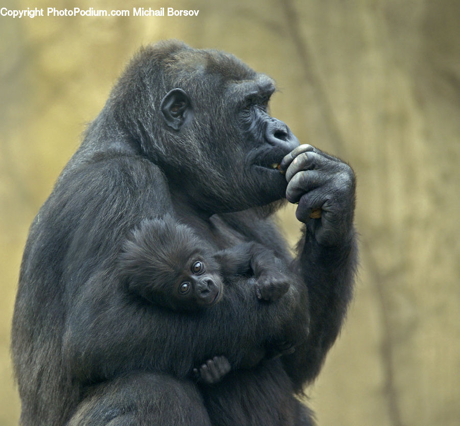 Animal, Ape, Mammal, Monkey, Gorilla