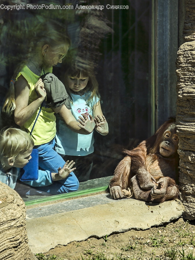 Human, People, Person, Animal, Ape