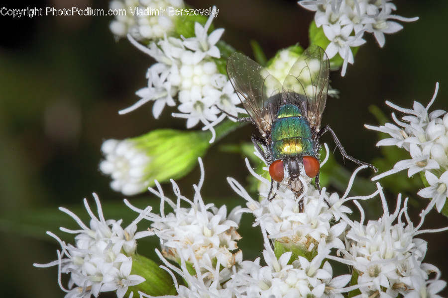 Blossom, Flora, Flower, Plant, Animal