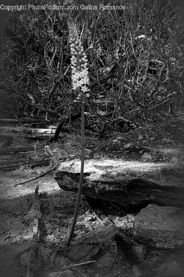 Rock, Outdoors, Flora, Forest, Land