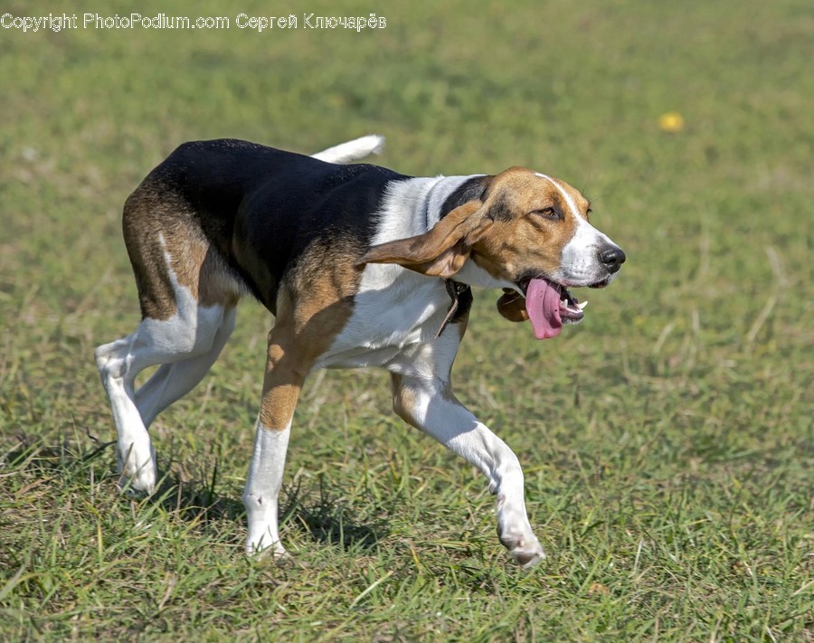 Animal, Beagle, Canine, Dog, Hound