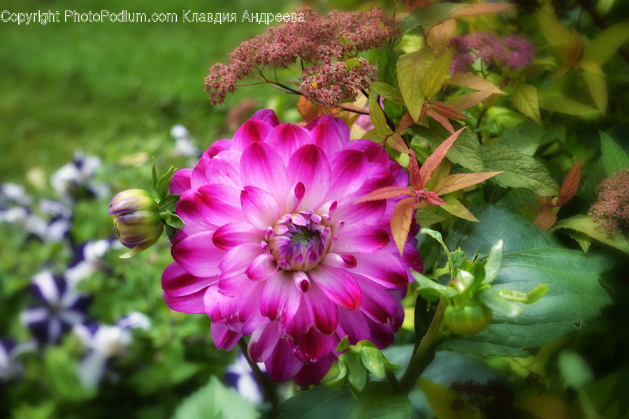 Blossom, Dahlia, Flora, Flower, Plant