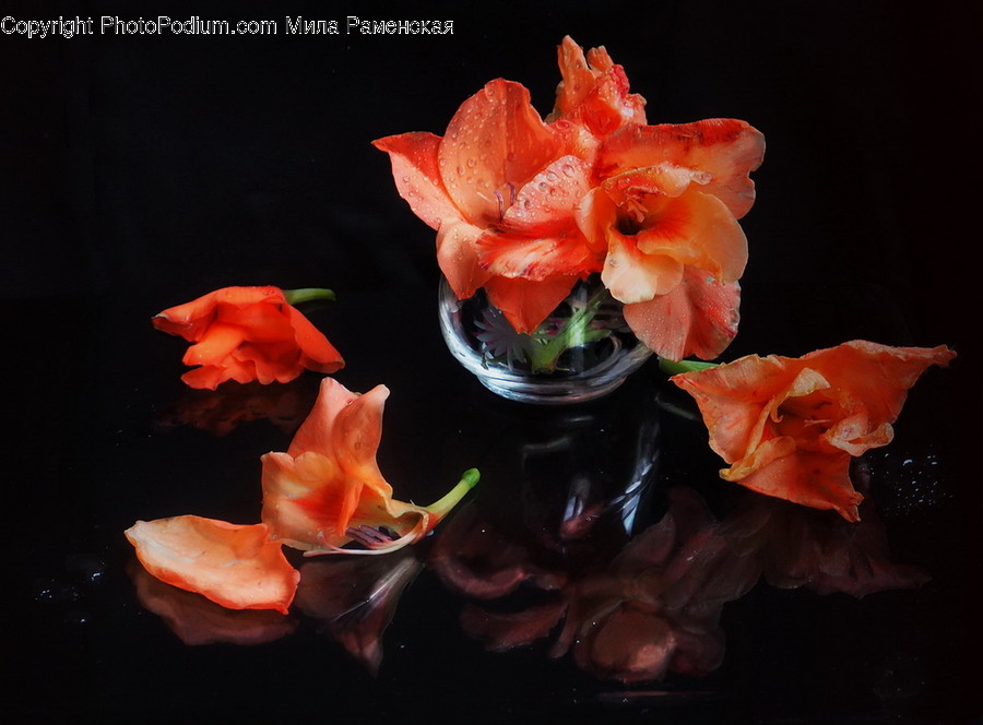 Blossom, Flora, Flower, Gladiolus, Plant