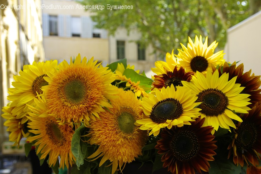 Blossom, Flora, Flower, Plant, Sunflower